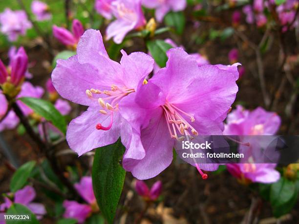 Rosa Rhododendron Stockfoto und mehr Bilder von Blüte - Blüte, Farbbild, Fotografie