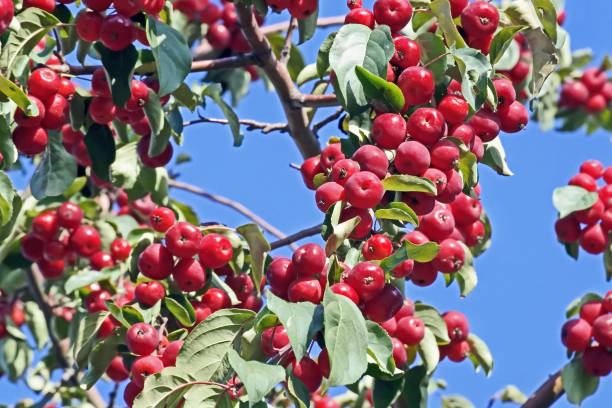 istock little red apples on a branch 1179523849