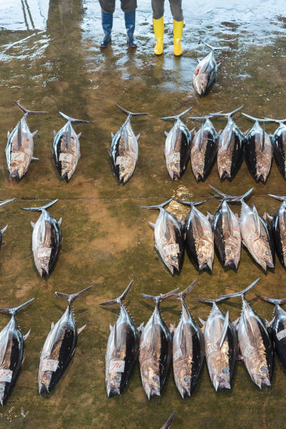 istock Fish market in Japan 1179528074