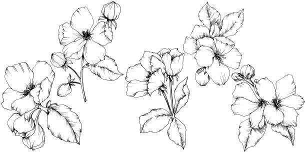 vektor apfelblüte floral botanische blume. schwarz und weiß graviert tinte kunst. isolierte blumen illustration element. - apfelbluete stock-grafiken, -clipart, -cartoons und -symbole
