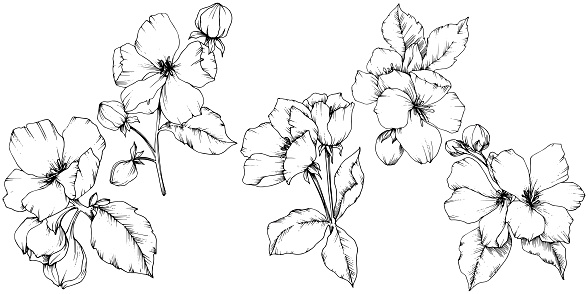 Vector Apple blossom floral botanical flower. Wild spring leaf wildflower isolated. Black and white engraved ink art. Isolated flowers illustration element on white background.