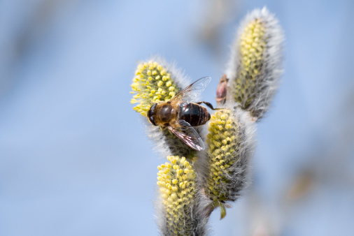 Honey Bees pollinating Pink Gum Tree flowers, background with copy space, full frame horizontal composition