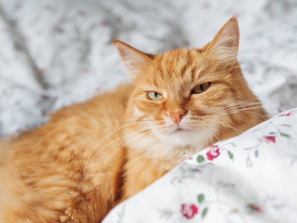 istock Cute ginger cat lying in bed. Fluffy pet is staring in camera. Cozy home background, morning bedtime. 1179533232