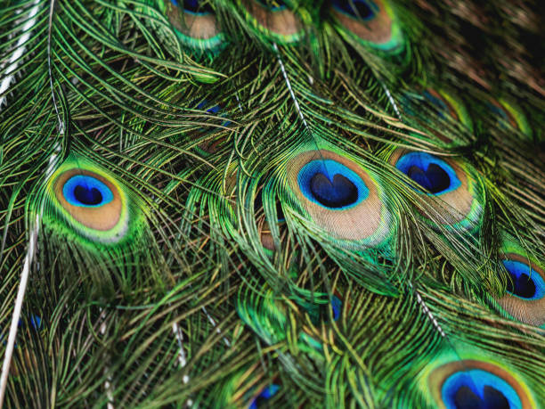 istock Colorful peacock feathers. Natural background with bird's feathers. 1179533490