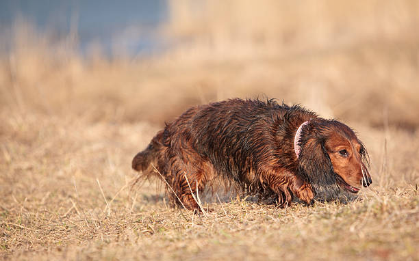 molhado de pêlo comprido texugo americano cachorro na erva seca - snif imagens e fotografias de stock