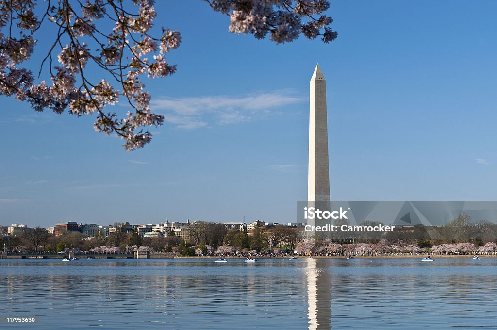 Washington Monument framed with Cherry Blossoms  Blossom Stock Photo