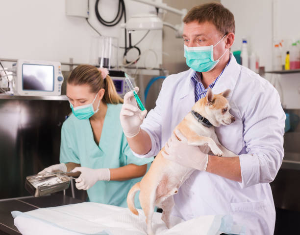 istock Dog on the operating table in a veterinary clinic 1179537580