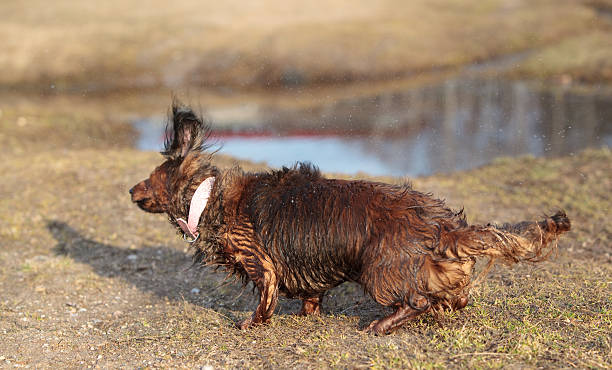 molhado de pêlo comprido cão snaked de texugo americano - snif imagens e fotografias de stock