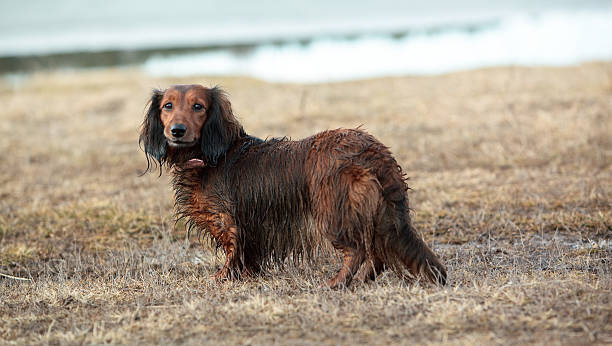texugo de pêlo comprido cão na erva seca - snif imagens e fotografias de stock