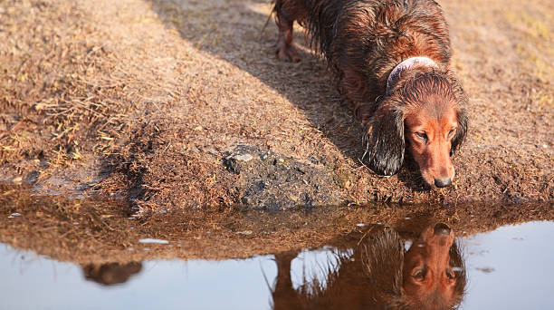 molhado de pêlo comprido texugo americano cachorro e reflexo na água - snif imagens e fotografias de stock