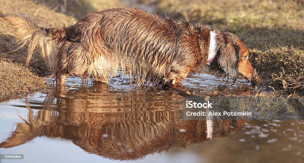 Wet long haired badger dog going across water Activity Stock Photo