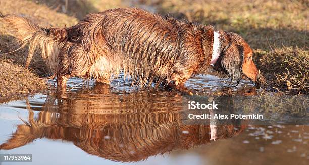 Wet Long Haired Badger Dog Going Across Water Stock Photo - Download Image Now - Activity, Animal, Animal Hair