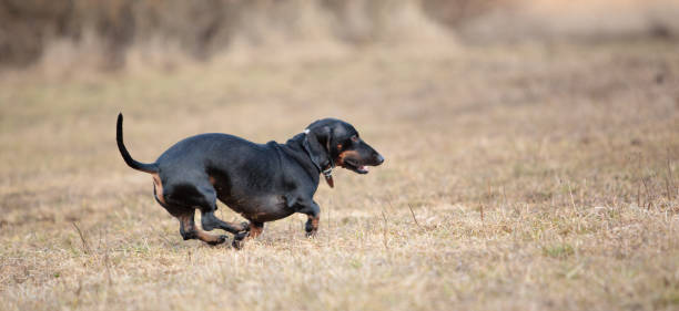 preto de pêlo curto texugo americano cachorro na erva seca - snif imagens e fotografias de stock