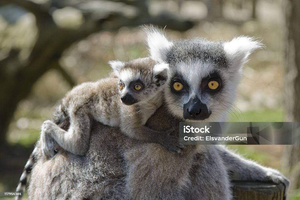 Maki mit baby - Lizenzfrei Katta Stock-Foto