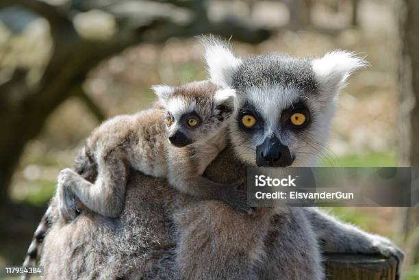 Maki Mit Baby Stockfoto und mehr Bilder von Katta - Katta, Maki, Affe