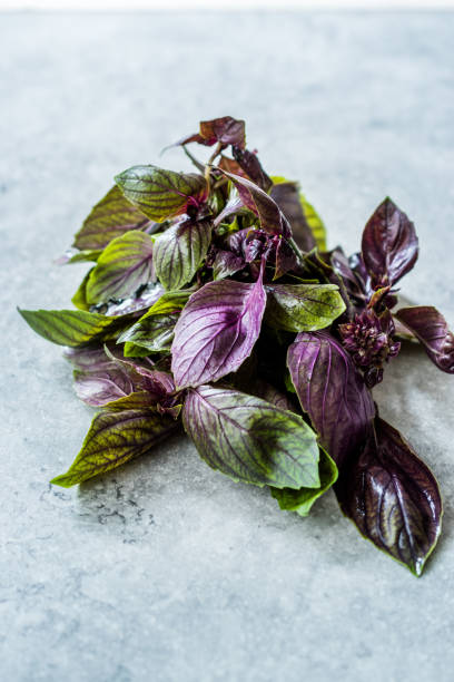 istock Bunch of Purple Basil Leaves / Violet Ready to Use. 1179547826