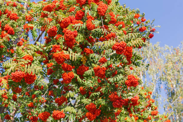istock Fragment of rowan tree with berries clusters against sky 1179548175