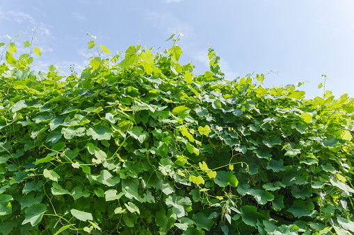 Background of the stalks, foliage and tendrils of the grapevine on a background of sky in summer day