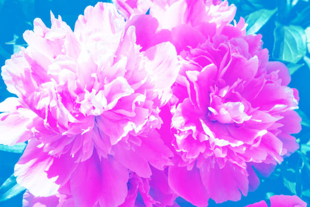 istock Natural floral background 1179548926