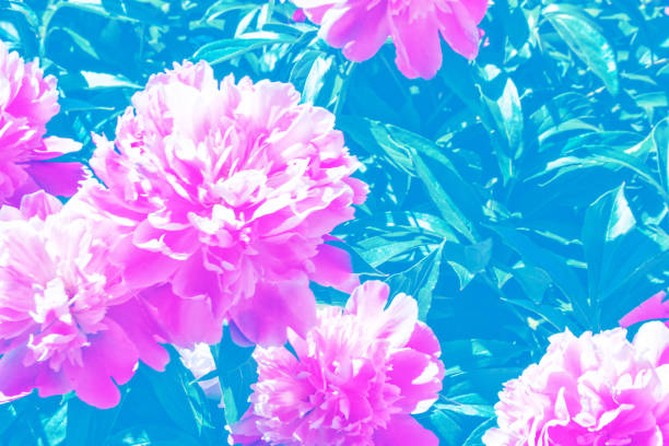 istock Natural floral background 1179548944