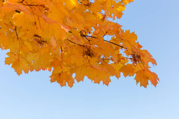 맑은 하늘을 배경으로 단풍의 단풍나무 - maple keys branch sky maple tree 뉴스 사진 이미지