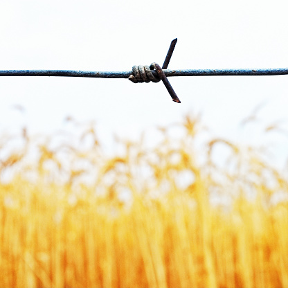 A single strand of barbed wire fences off a field of ripe wheat.