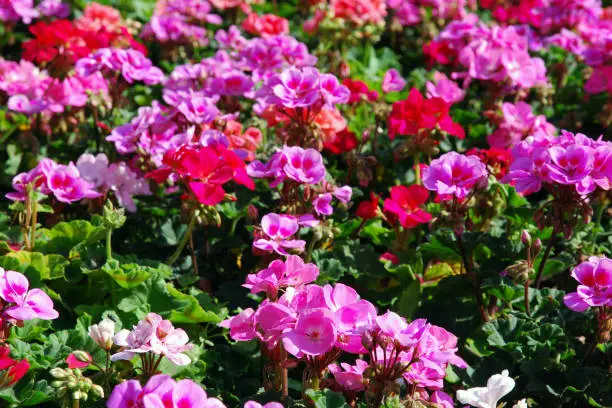 Photo of Geranium flower bed on city street on sunny day