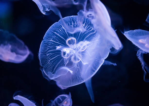 istock Jellyfish in aquarium lit by blue light 1179553322