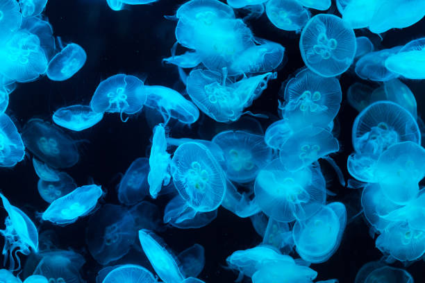 istock Jellyfish in aquarium lit by blue light 1179553324