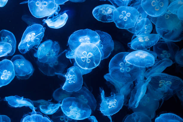 istock Jellyfish in aquarium lit by blue light 1179553359