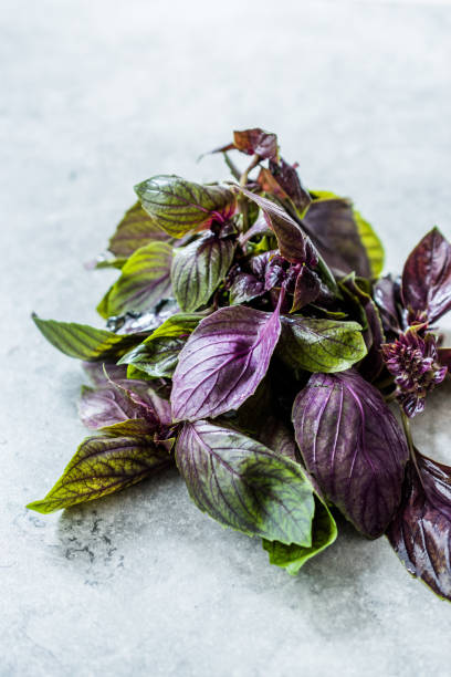 istock Bunch of Purple Basil Leaves / Violet Ready to Use. 1179553973