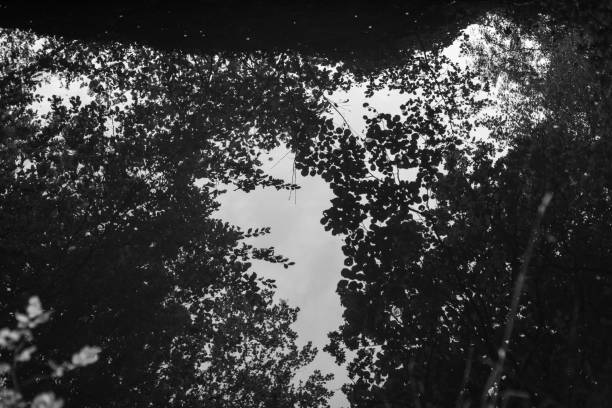 Black and  white shots of a beautiful old forest in Germany