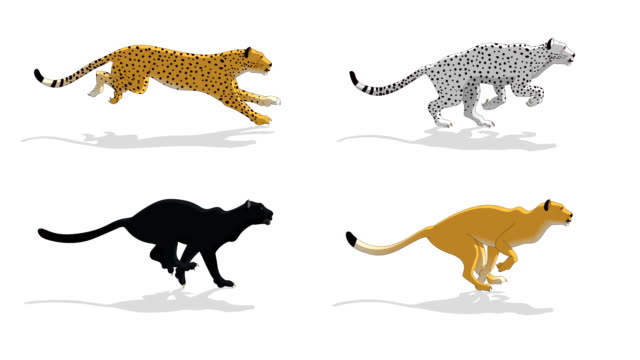 Cheetah Animal Run Cycle Animation