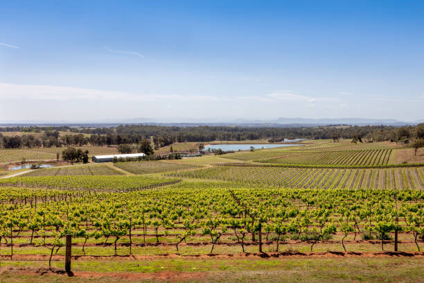 winorośl w australii. - vineyard hunter valley australia vine zdjęcia i obrazy z banku zdjęć