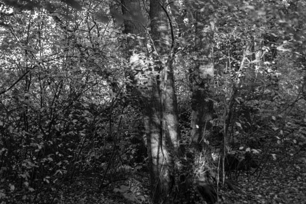 Free Stock Photo of Dense Black and White Forest | Download Free Images ...