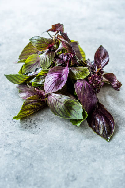 istock Bunch of Purple Basil Leaves / Violet Ready to Use. 1179554745
