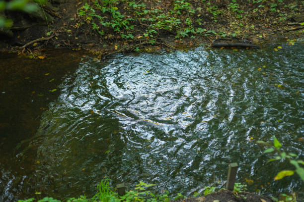 river with mud flows in the coniferous forest