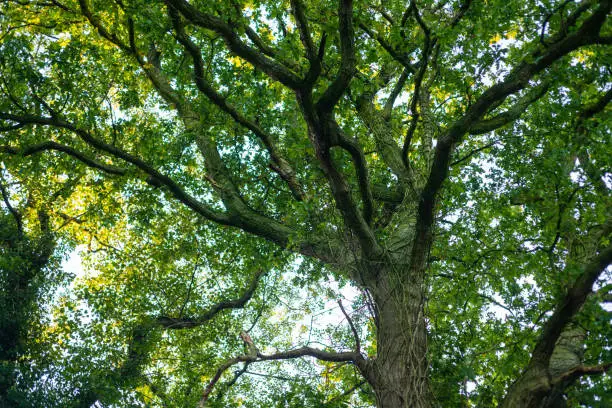 Photo of a tangled treetop  with many branches and still green leaves at the beginning of autumn