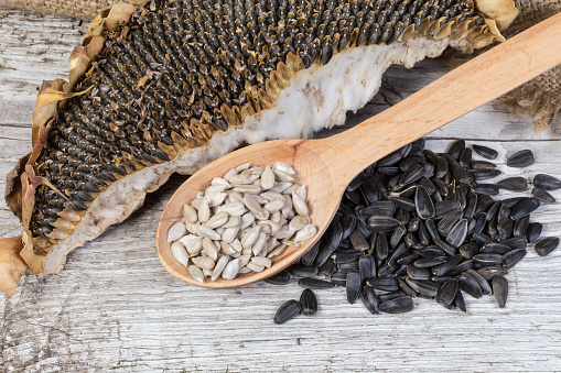 Peeled sunflower seeds in wooden spoon among of pile of unpeeled seeds and dry ripe sunflower heads on the old wooden surface with sackcloth, top view close-up