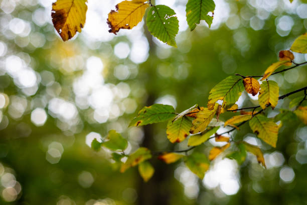 Autumn  comes with light brown tones on the leaves