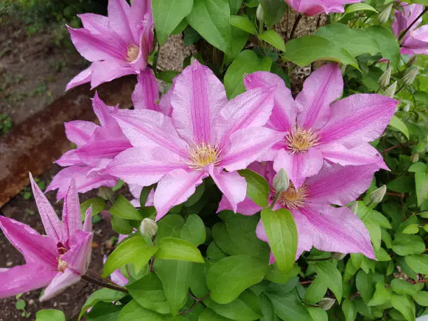 Clematis, Ville de Lyon, is a beautiful climbing plant with purple, pink flowers. It is blooming all summer.