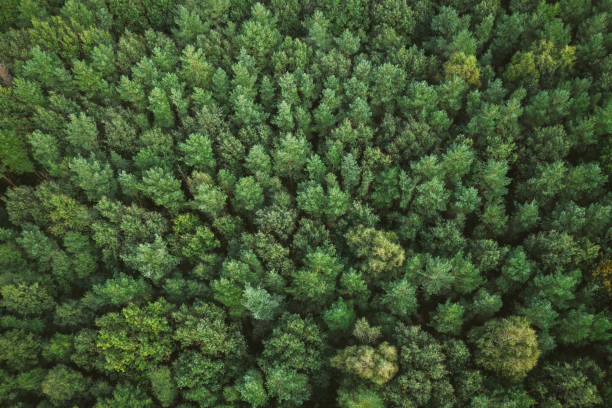 istock Aerial view of a autumn forest 1179556241