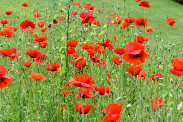 istock poppy, Papaver, rhoeas, Blossoms, flora 1179556478