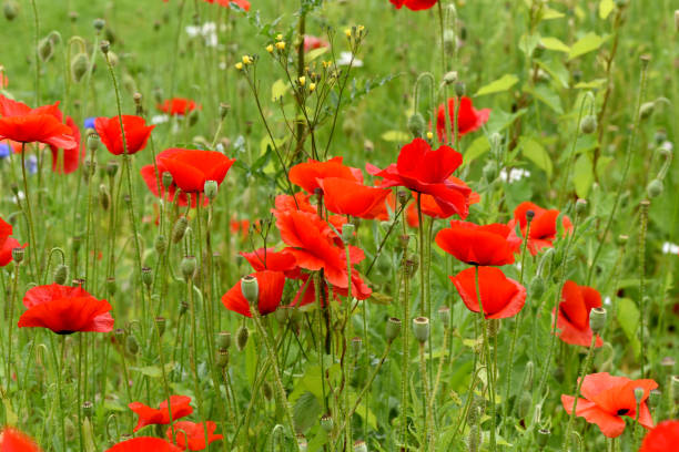 istock poppy, Papaver, rhoeas, Blossoms, flora 1179557102