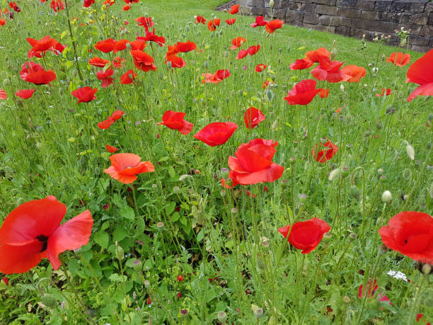istock poppy, Papaver, rhoeas, Blossoms, flora 1179557148