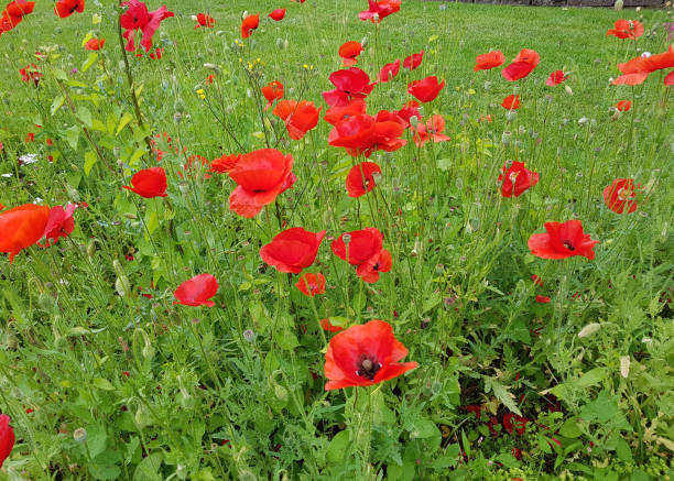 istock poppy, Papaver, rhoeas, Blossoms, flora 1179557182