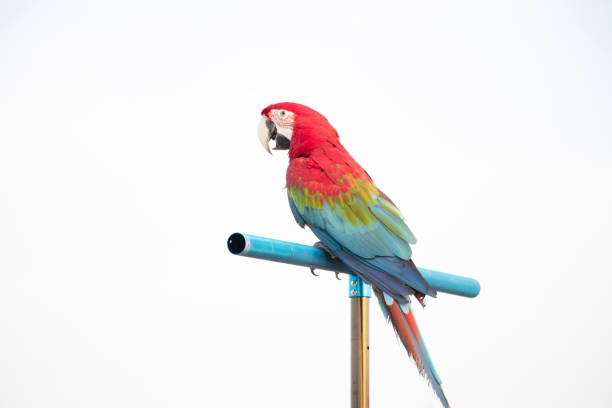 istock Red-winged macaw on an island with a white background 1179557347