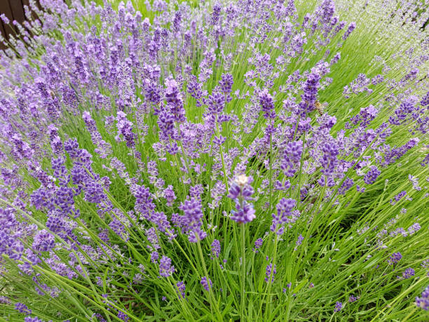 istock Lavender, Lavandula, angustifolia, herb, flora 1179557367