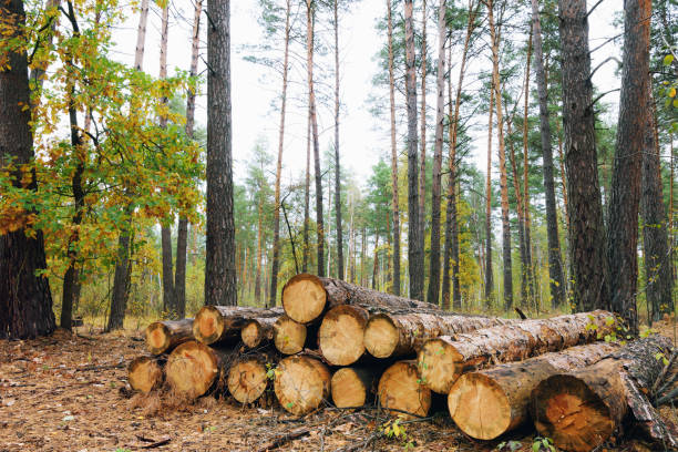 wooden logs in the forest - silviculture imagens e fotografias de stock