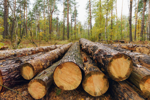 wooden logs in the forest - silviculture imagens e fotografias de stock
